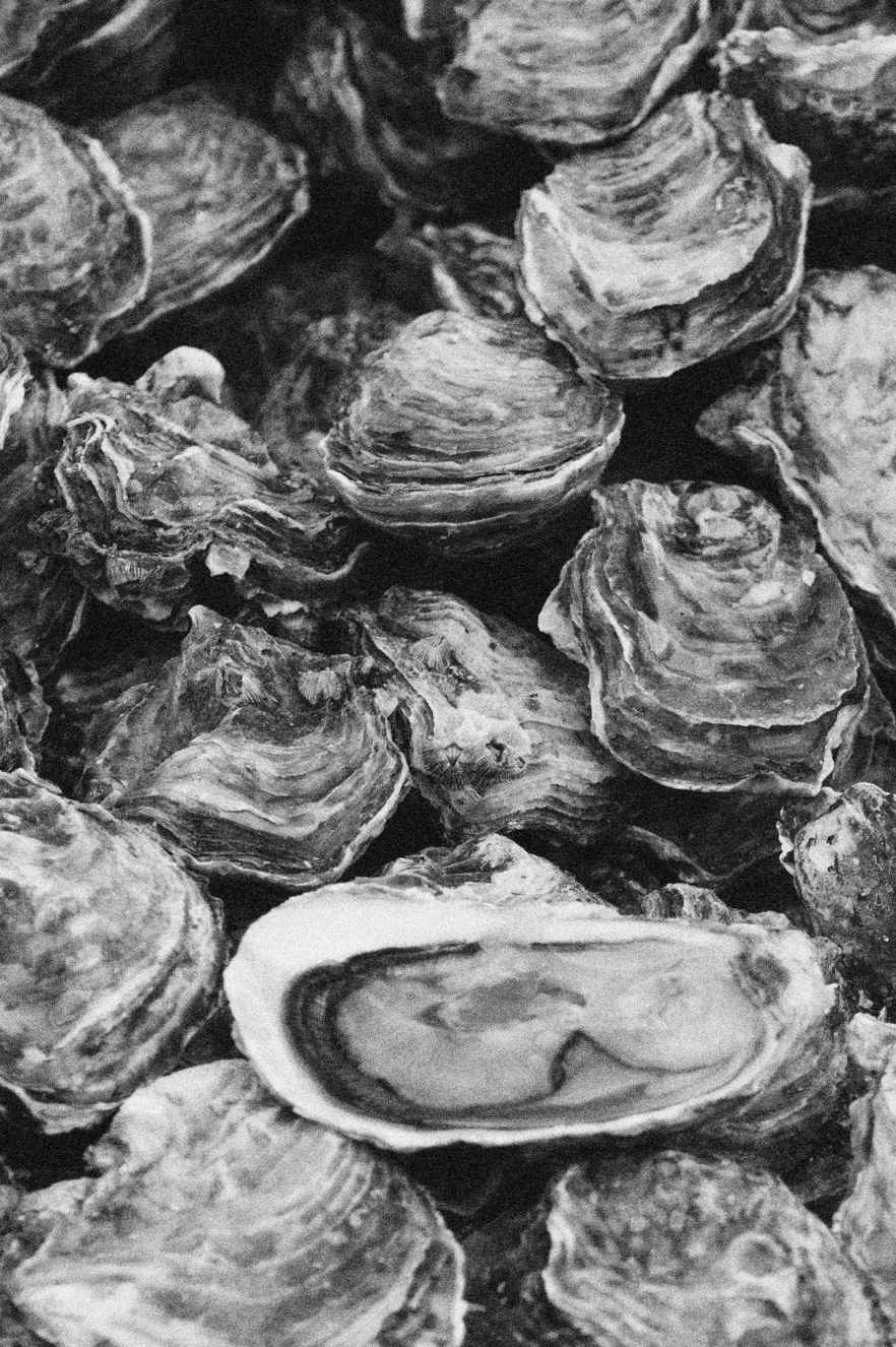Thorny Oyster gallery